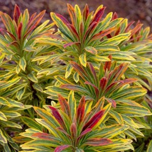 Mliečnik mandľolistý (Euphorbia amygdaloides) ´ASCOT RAINBOW´, kont. C2L